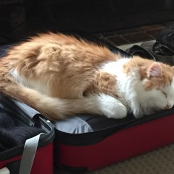 "Take me with you" says the master of the house.